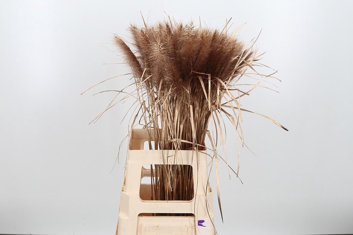 <h4>Pennisetum Kl Bh Antiek Goud</h4>