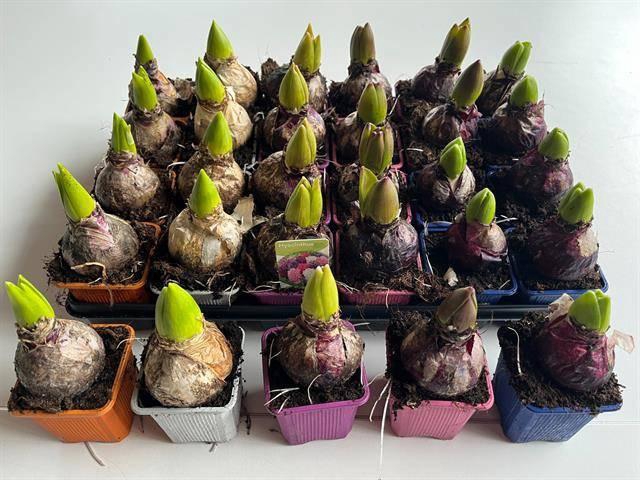 <h4>HYACIN GEM 5 KL</h4>