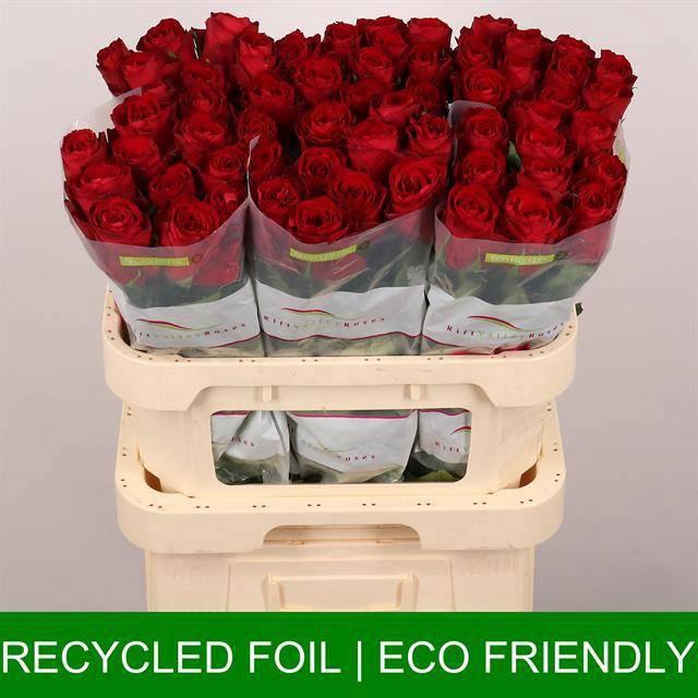 <h4>R GR MADAM RED</h4>