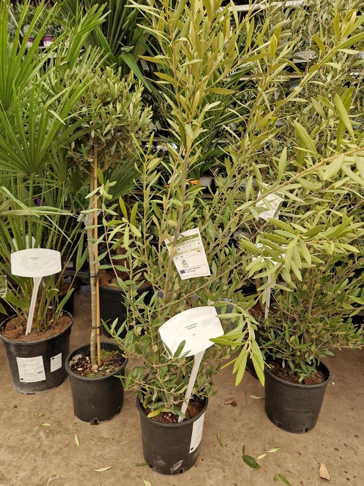 <h4>OLEA EUROPAEA</h4>