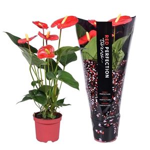 Anthurium Turenza ''Perfect Red®''