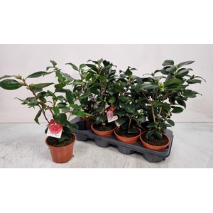 CAMELLIA JAPONICA