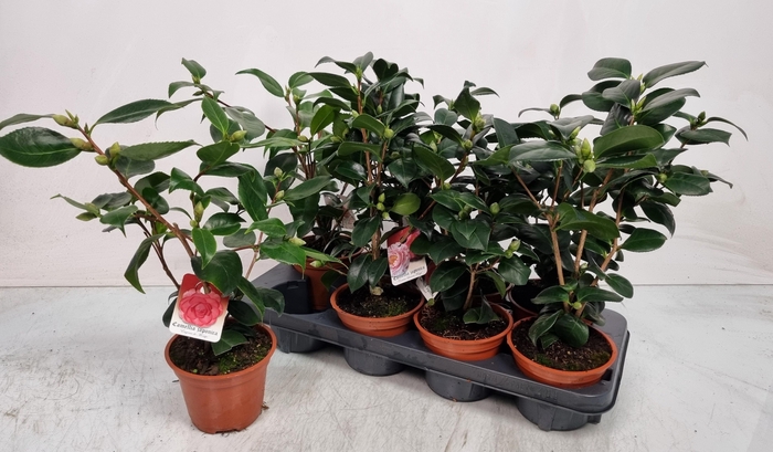<h4>CAMELLIA JAPONICA</h4>