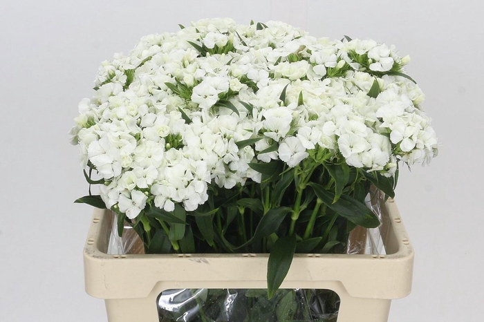 <h4>DI BARB ALDO WHITE</h4>