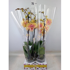 Phalaenopsis   ...yellow