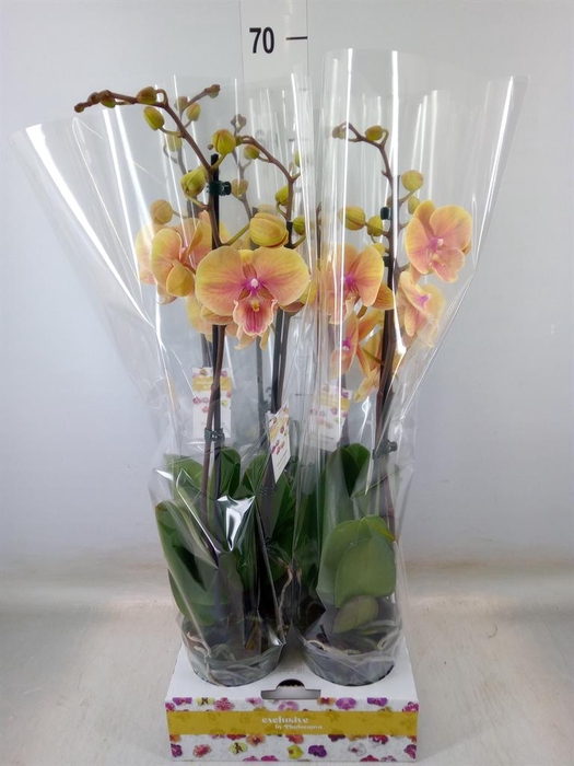 <h4>Phalaenopsis   ...yellow</h4>