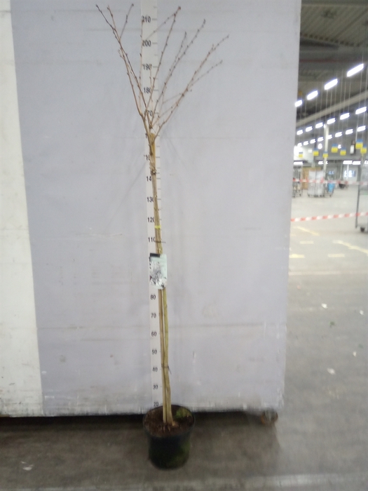 <h4>Prunus nipponica 'Brilljant'</h4>