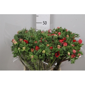Anem Co Meron Red