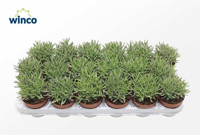 <h4>Kalanchoe Tubiflora</h4>