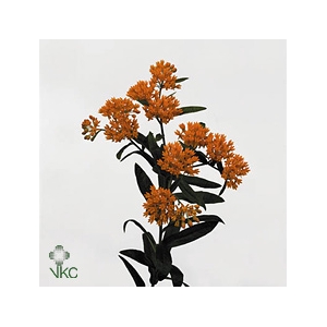 Asclepias Tuberosa Silky Gold