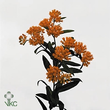 <h4>Asclepias Tuberosa Deep Red</h4>