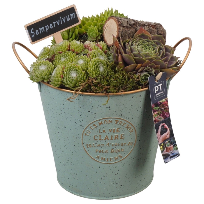 <h4>Arr.  Sempervivum L%</h4>