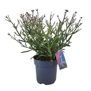 Verbena Bonariensis 'Lollipop' VER17LOLLI