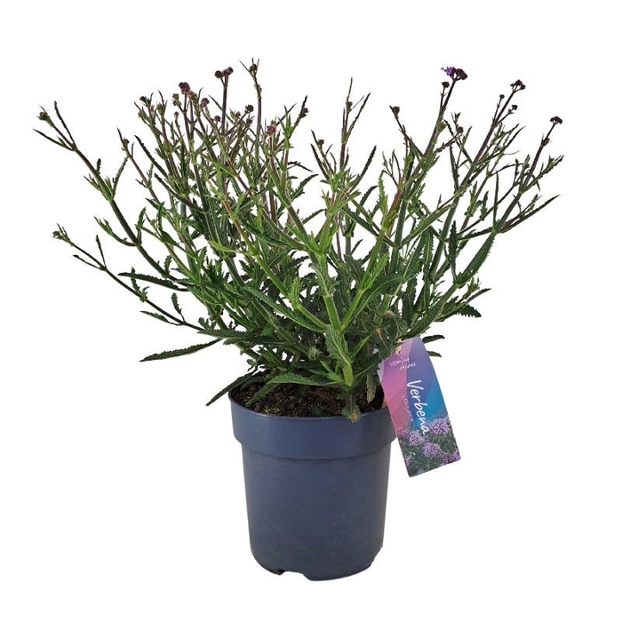 <h4>Verbena Bonariensis 'Lollipop' VER17LOLLI</h4>