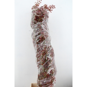 ROSA FAIR PEARL 130CM