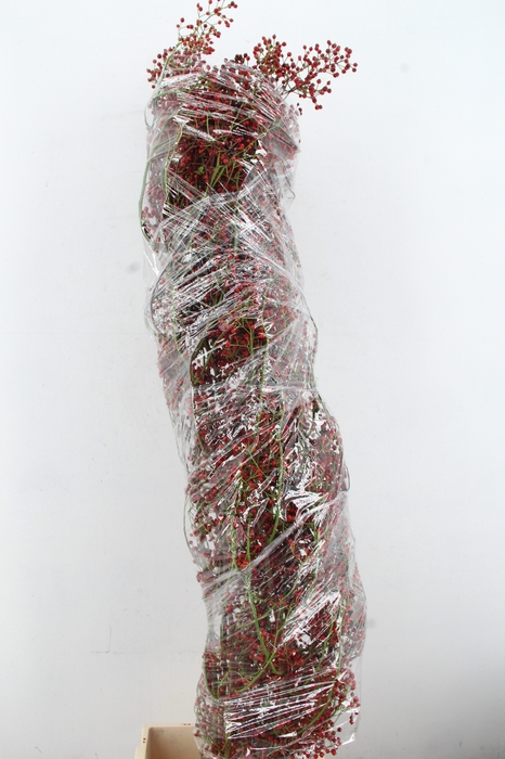 <h4>ROSA FAIR PEARL 130CM</h4>