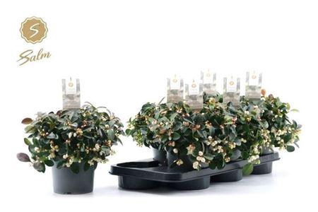 <h4>Gaulth Pr Ciao B Whi</h4>