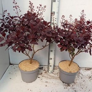 COTI CO ROYAL PURPLE