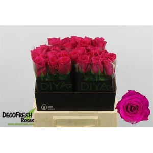 ROSA GR 'HOTSPOT'