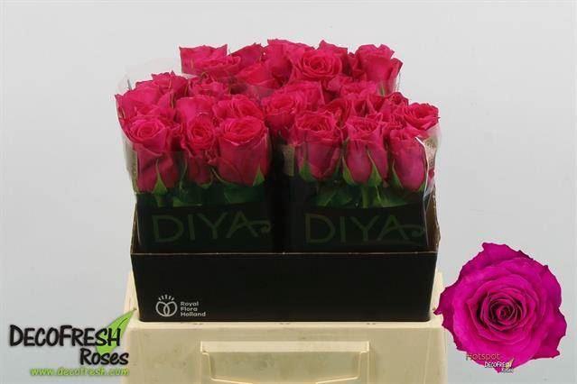 <h4>ROSA GR 'HOTSPOT'</h4>
