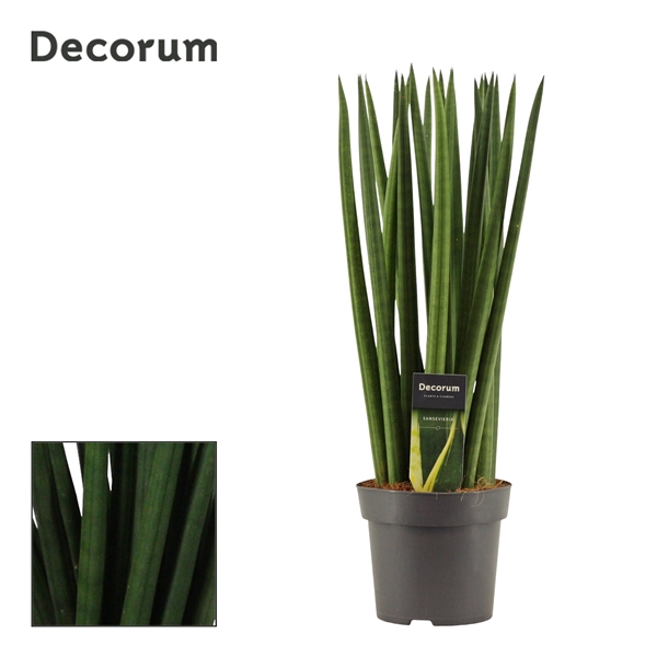 <h4>Sansevieria Cylindrica 14 cm Spaghetti (Decorum)</h4>