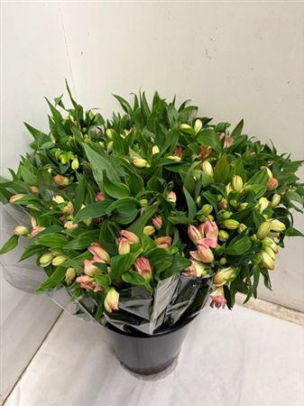 <h4>Alstr Wonder Sweet</h4>