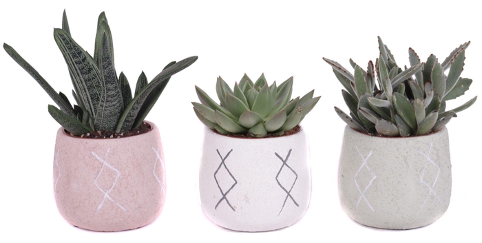 <h4>Succulents   ...</h4>