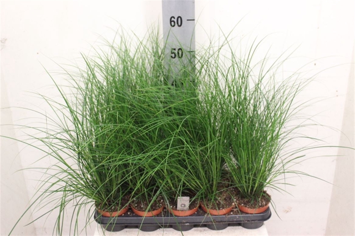 <h4>Carex Brunnea</h4>