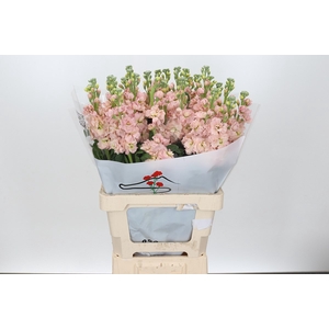 Matthiola Iron Apricot Special (min 1cc 27x30)
