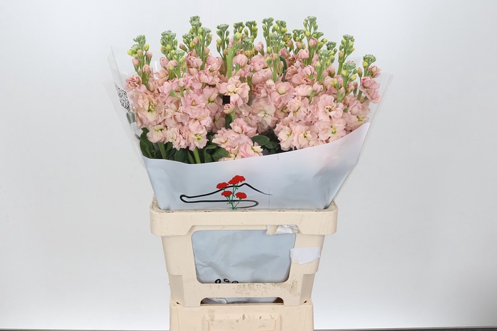 Matthiola Iron Apricot Special (min 1cc 27x30)