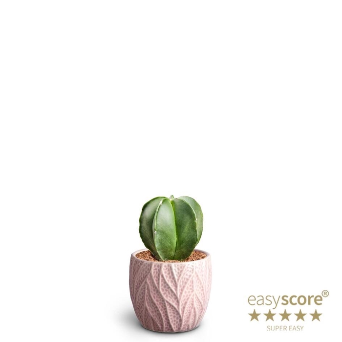 <h4>ASTROPHYTYM MYRIOSTIGMA P7 LEAF ROSE</h4>