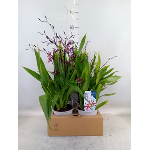 Oncidium   ...