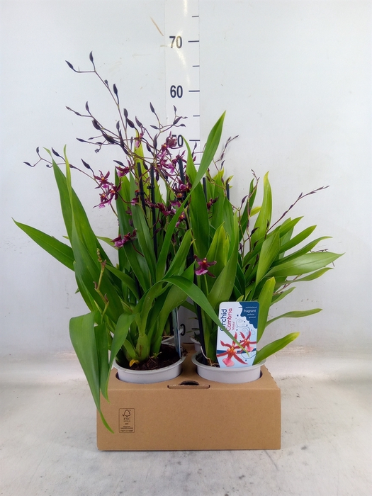 <h4>Oncidium   ...</h4>