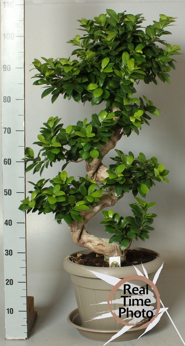 <h4>FIC MI GINSENG</h4>