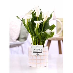 Zantedeschia white in P&PURE Tirza ceramics