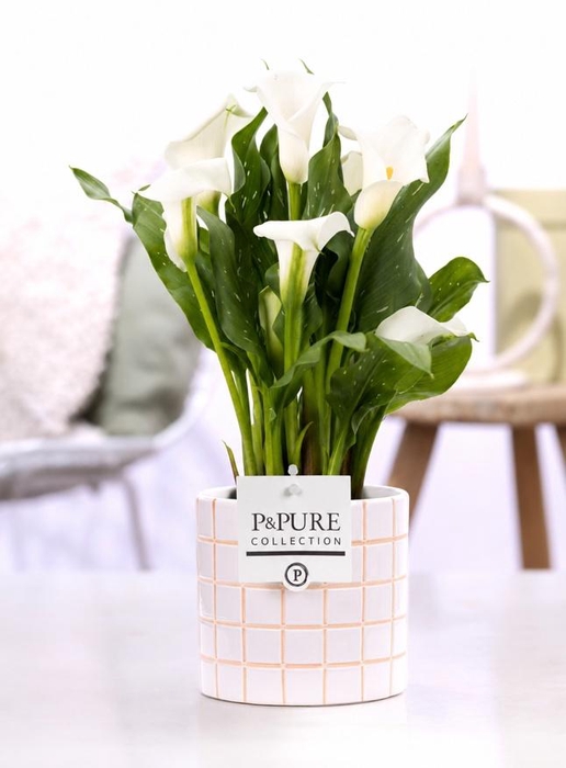 <h4>Zantedeschia white in P&PURE Tirza ceramics</h4>