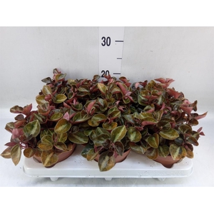 Peperomia