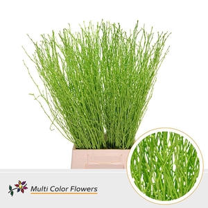 Betula Birch Green Apple