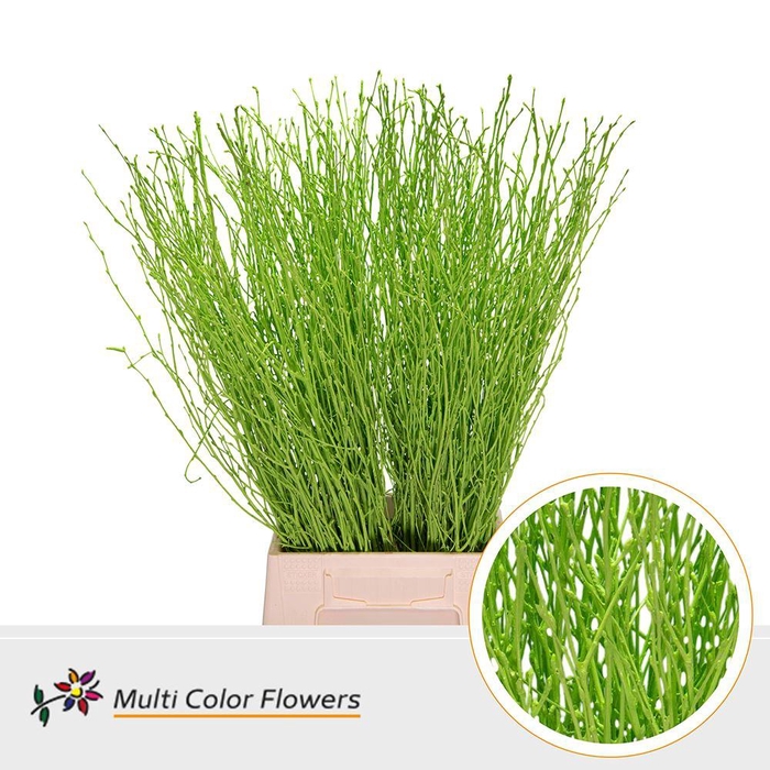 <h4>Betula Birch Green Apple</h4>