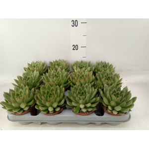 Echeveria agavoides
