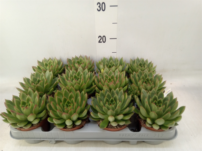 <h4>Echeveria agavoides</h4>