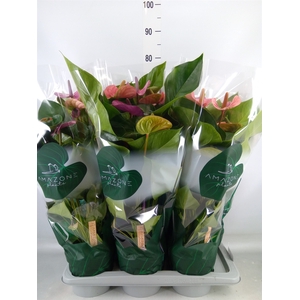 Anthurium andr. 'Cavalli'