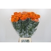Tagetes Marigold Promise Orange