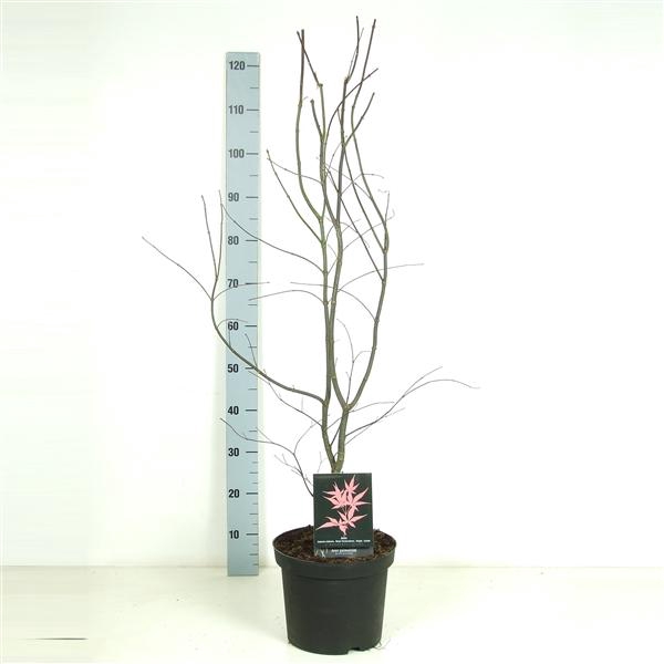 <h4>Acer palmatum 'Bloodgood' P26 Full CC</h4>