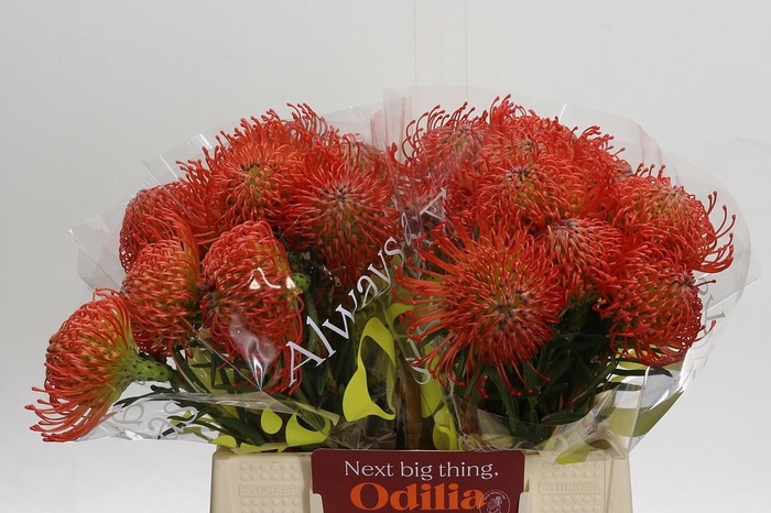 <h4>LEUCO CO SUCCESSION</h4>