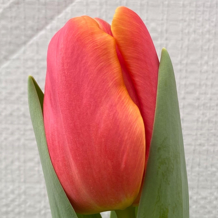 Tulipa En Timeline