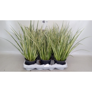 Acorus gramineus 'Aureovariegatus'