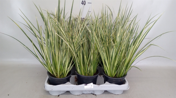 <h4>Acorus gramineus 'Aureovariegatus'</h4>