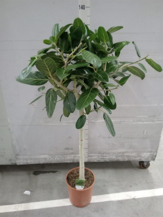 <h4>Ficus   ...</h4>