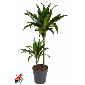 Dracaena Janet Craig 45-15